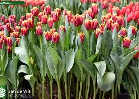 Tulipa Mercure ® (1)